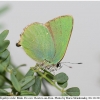 callophrys rubi male rost